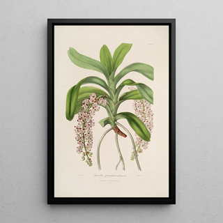 Sertum orchidaceum A crown of the most beautiful orchid flowers Pl30 - John Lindley — framed artwork on a wall