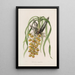 Sertum orchidaceum A crown of the most beautiful orchid flowers Pl31 - John Lindley — framed artwork on a wall