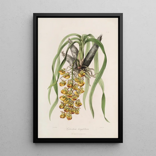 Sertum orchidaceum A crown of the most beautiful orchid flowers Pl31 - John Lindley — framed artwork on a wall