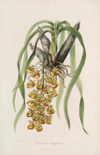 Sertum orchidaceum A crown of the most beautiful orchid flowers Pl31 - John Lindley — artwork view