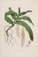 Sertum orchidaceum A crown of the most beautiful orchid flowers Pl32 - John Lindley — artwork view
