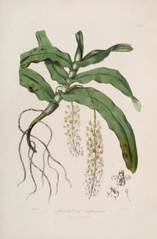 Sertum orchidaceum A crown of the most beautiful orchid flowers Pl32 - John Lindley — artwork view