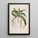 Sertum orchidaceum A crown of the most beautiful orchid flowers Pl32 - John Lindley — framed artwork on a wall