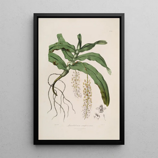 Sertum orchidaceum A crown of the most beautiful orchid flowers Pl32 - John Lindley — framed artwork on a wall