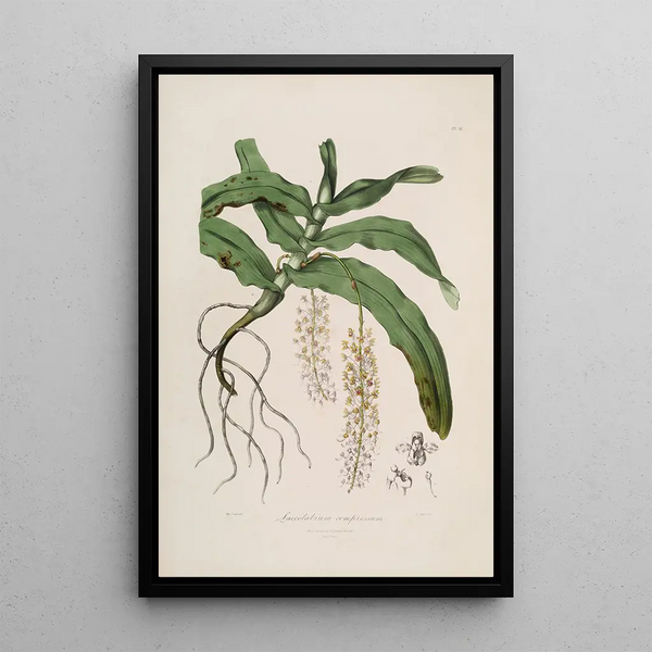 Sertum orchidaceum A crown of the most beautiful orchid flowers Pl32 - John Lindley — framed artwork on a wall