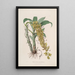 Sertum orchidaceum A crown of the most beautiful orchid flowers Pl33 - John Lindley — framed artwork on a wall