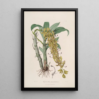 Sertum orchidaceum A crown of the most beautiful orchid flowers Pl33 - John Lindley — framed artwork on a wall