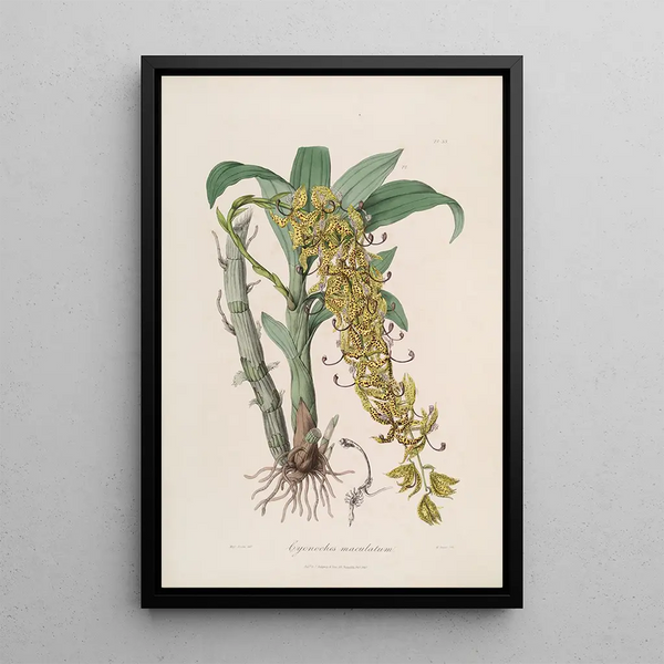Sertum orchidaceum A crown of the most beautiful orchid flowers Pl33 - John Lindley — framed artwork on a wall