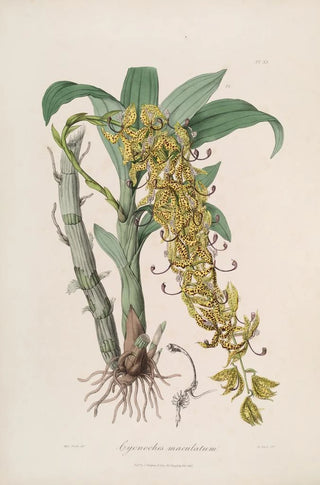 Sertum orchidaceum A crown of the most beautiful orchid flowers Pl33 - John Lindley — artwork view