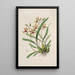 Sertum orchidaceum A crown of the most beautiful orchid flowers Pl34 - John Lindley — framed artwork on a wall