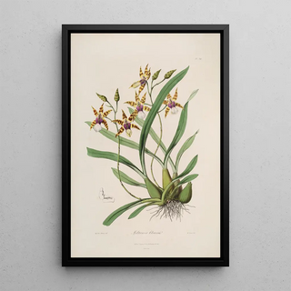 Sertum orchidaceum A crown of the most beautiful orchid flowers Pl34 - John Lindley — framed artwork on a wall
