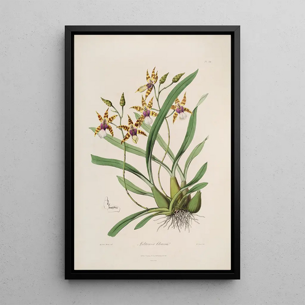 Sertum orchidaceum A crown of the most beautiful orchid flowers Pl34 - John Lindley — framed artwork on a wall