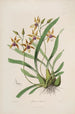 Sertum orchidaceum A crown of the most beautiful orchid flowers Pl34 - John Lindley — artwork view