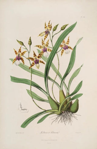 Sertum orchidaceum A crown of the most beautiful orchid flowers Pl34 - John Lindley — artwork view