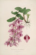 Sertum orchidaceum A crown of the most beautiful orchid flowers Pl35 - John Lindley — artwork view