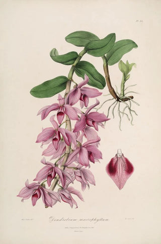 Sertum orchidaceum A crown of the most beautiful orchid flowers Pl35 - John Lindley — artwork view