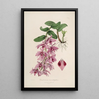 Sertum orchidaceum A crown of the most beautiful orchid flowers Pl35 - John Lindley — framed artwork on a wall