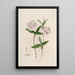 Sertum orchidaceum A crown of the most beautiful orchid flowers Pl36 - John Lindley — framed artwork on a wall