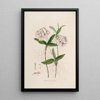 Sertum orchidaceum A crown of the most beautiful orchid flowers Pl36 - John Lindley — framed artwork on a wall