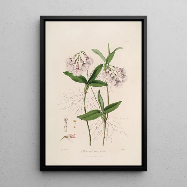 Sertum orchidaceum A crown of the most beautiful orchid flowers Pl36 - John Lindley — framed artwork on a wall