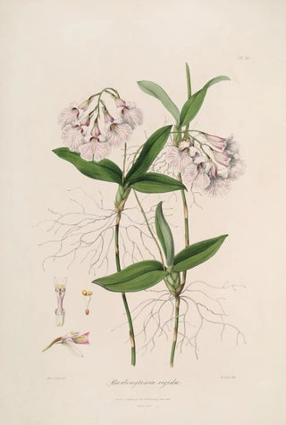 Sertum orchidaceum A crown of the most beautiful orchid flowers Pl36 - John Lindley — artwork view