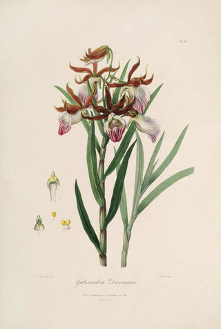 Sertum orchidaceum A crown of the most beautiful orchid flowers Pl37 - John Lindley — artwork view