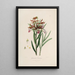 Sertum orchidaceum A crown of the most beautiful orchid flowers Pl37 - John Lindley — framed artwork on a wall