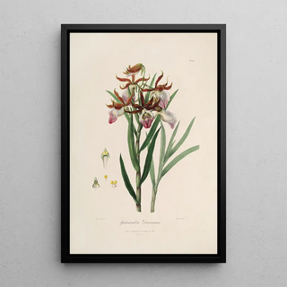 Sertum orchidaceum A crown of the most beautiful orchid flowers Pl37 - John Lindley — framed artwork on a wall