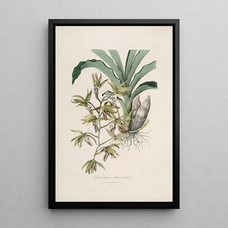 Sertum orchidaceum A crown of the most beautiful orchid flowers Pl38 - John Lindley — framed artwork on a wall