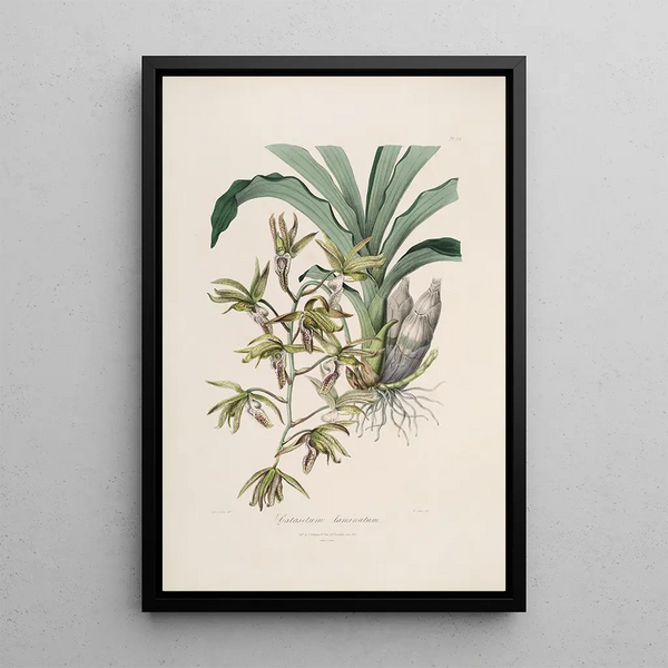 Sertum orchidaceum A crown of the most beautiful orchid flowers Pl38 - John Lindley — framed artwork on a wall