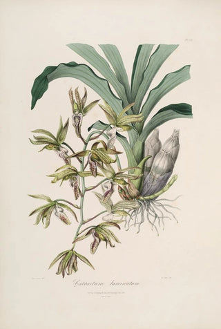 Sertum orchidaceum A crown of the most beautiful orchid flowers Pl38 - John Lindley — artwork view