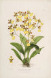Sertum orchidaceum A crown of the most beautiful orchid flowers Pl39 - John Lindley — artwork view