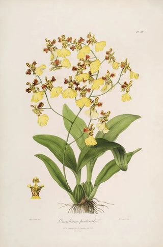 Sertum orchidaceum A crown of the most beautiful orchid flowers Pl39 - John Lindley — artwork view