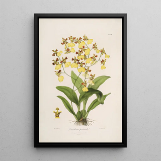 Sertum orchidaceum A crown of the most beautiful orchid flowers Pl39 - John Lindley — framed artwork on a wall