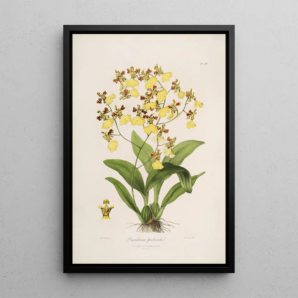 Sertum orchidaceum A crown of the most beautiful orchid flowers Pl39 - John Lindley — framed artwork on a wall