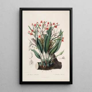 Sertum orchidaceum A crown of the most beautiful orchid flowers Pl40 - John Lindley — framed artwork on a wall