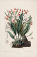 Sertum orchidaceum A crown of the most beautiful orchid flowers Pl40 - John Lindley — artwork view
