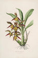 Sertum orchidaceum A crown of the most beautiful orchid flowers Pl41 - John Lindley — artwork view