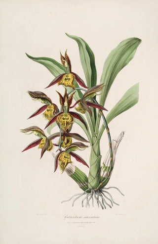 Sertum orchidaceum A crown of the most beautiful orchid flowers Pl41 - John Lindley — artwork view