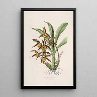 Sertum orchidaceum A crown of the most beautiful orchid flowers Pl41 - John Lindley — framed artwork on a wall
