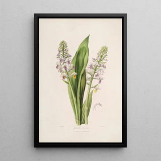 Sertum orchidaceum A crown of the most beautiful orchid flowers Pl42 - John Lindley — framed artwork on a wall
