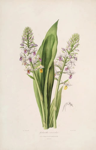 Sertum orchidaceum A crown of the most beautiful orchid flowers Pl42 - John Lindley — artwork view