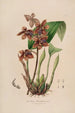Sertum orchidaceum A crown of the most beautiful orchid flowers Pl43 - John Lindley — artwork view