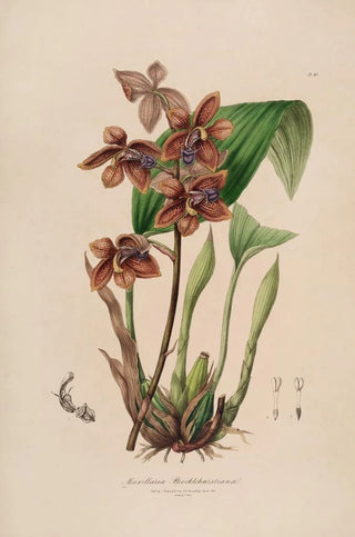 Sertum orchidaceum A crown of the most beautiful orchid flowers Pl43 - John Lindley — artwork view