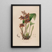 Sertum orchidaceum A crown of the most beautiful orchid flowers Pl43 - John Lindley — framed artwork on a wall