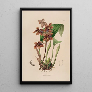 Sertum orchidaceum A crown of the most beautiful orchid flowers Pl43 - John Lindley — framed artwork on a wall