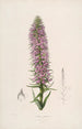 Sertum orchidaceum A crown of the most beautiful orchid flowers Pl44 - John Lindley — artwork view