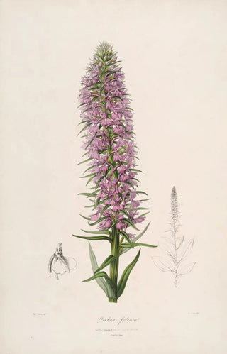 Sertum orchidaceum A crown of the most beautiful orchid flowers Pl44 - John Lindley — artwork view