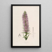 Sertum orchidaceum A crown of the most beautiful orchid flowers Pl44 - John Lindley — framed artwork on a wall