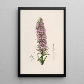 Sertum orchidaceum A crown of the most beautiful orchid flowers Pl44 - John Lindley — framed artwork on a wall
